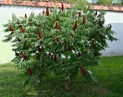 Sumac