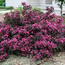 Weigela low maintenance plants