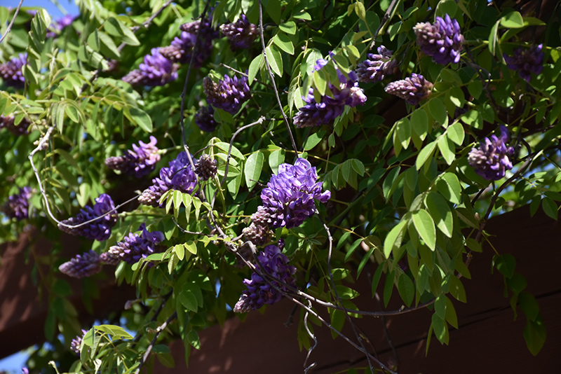 nitrogen fixing plants