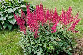 Astilbe low maintenance plants