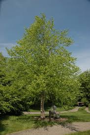 wet soil tolerant plants