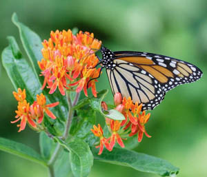 plants with a purpose