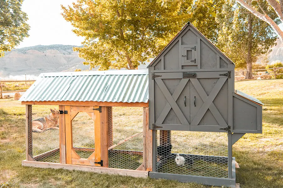 choosing a chicken coop design