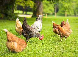 why raise chickens in an urban setting