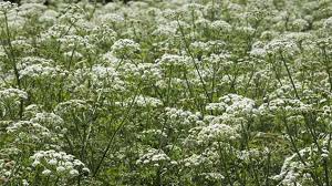 Parsley erosion control plants