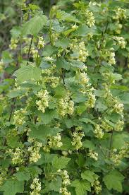 nectar providing plants