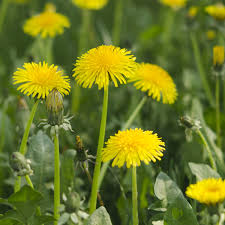 nectar providing plants spring Changing How We Look At Plants