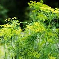 Dill insecticidal plants