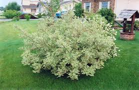 dogwood shade tolerant plants