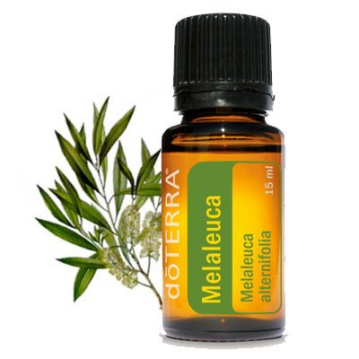 Bottle of Doterra Tea Tree oil with twig in background spring lawn & garden tips