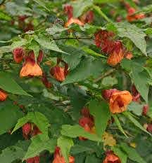 nectar providing plants