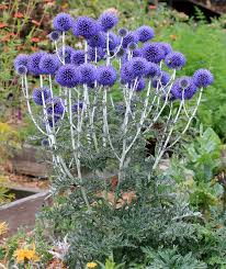 Globe thistle drought tolerant plants