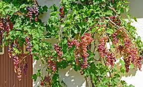grapes nectar providing plants