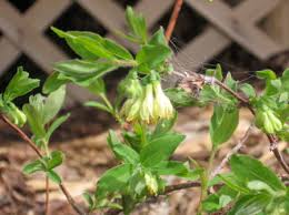 nectar providing plants