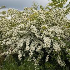 Hawthorn nectar providing plants