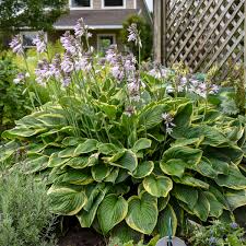 Hosta