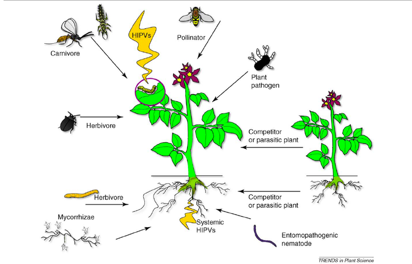 Changing How We Look At Plants - Eat MY Shrubs