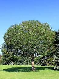 wet soil tolerant plants