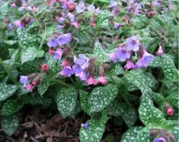 Lungwort