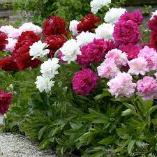 peony drought tolerant plants