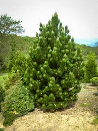 Pine tree