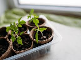 sprouts for spring lawn & garden tips