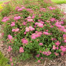 Low Maintenance Plants - Eat MY Shrubs - Organic Gardens