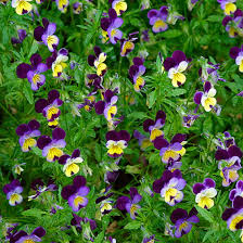 viola shade tolerant plants
