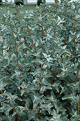 Wolf willow Nitrogen fixing plants