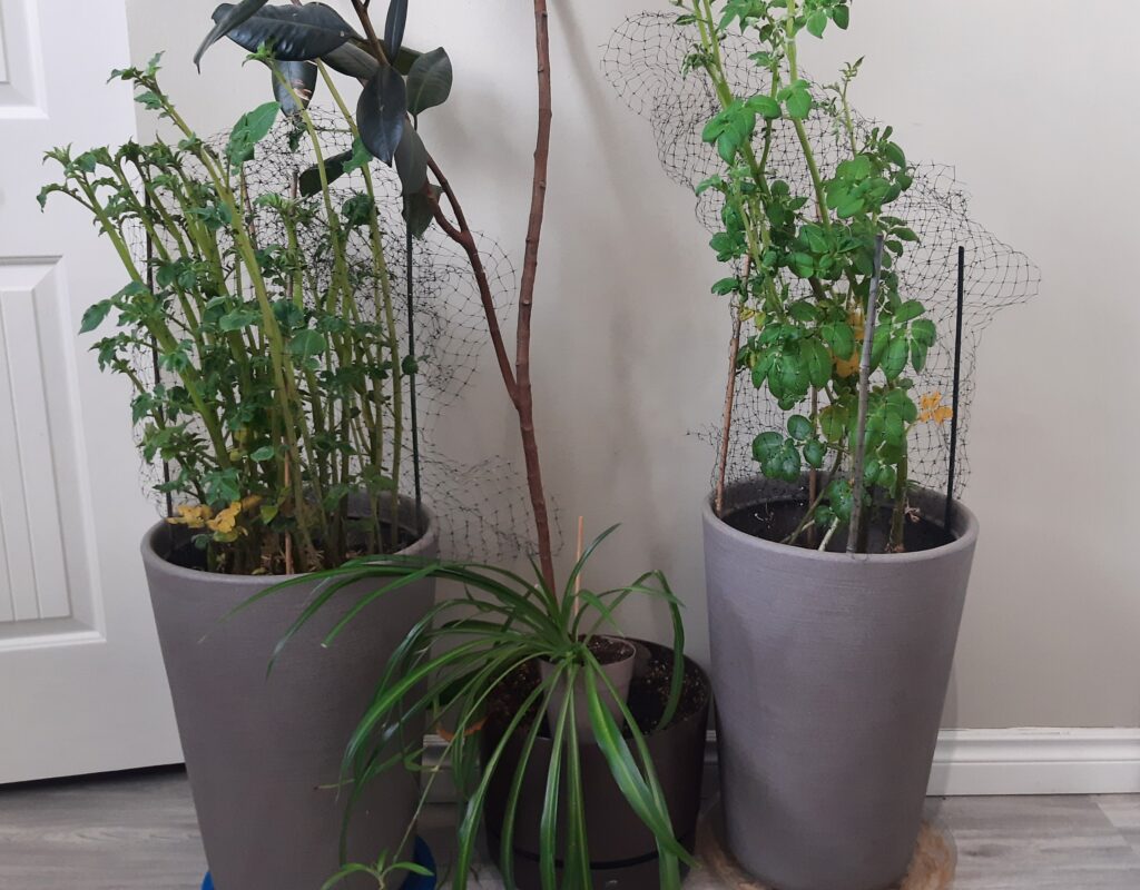 Growing potatoes indoors in the winter
