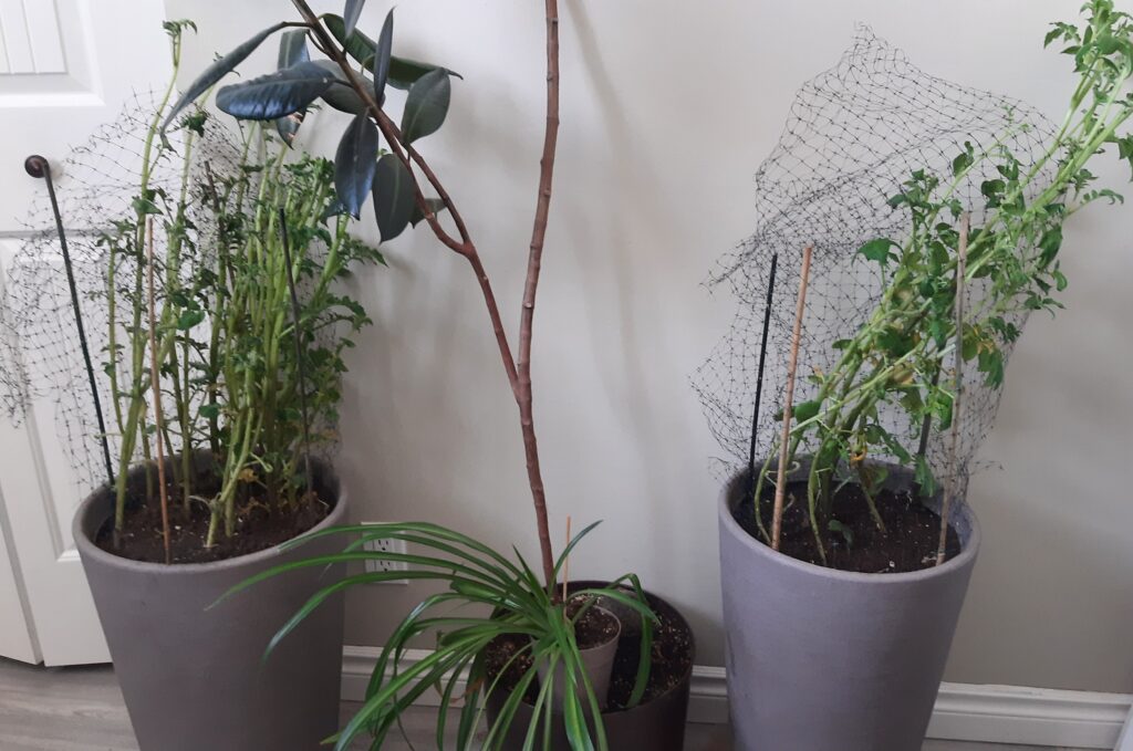 Growing potatoes indoors in the winter