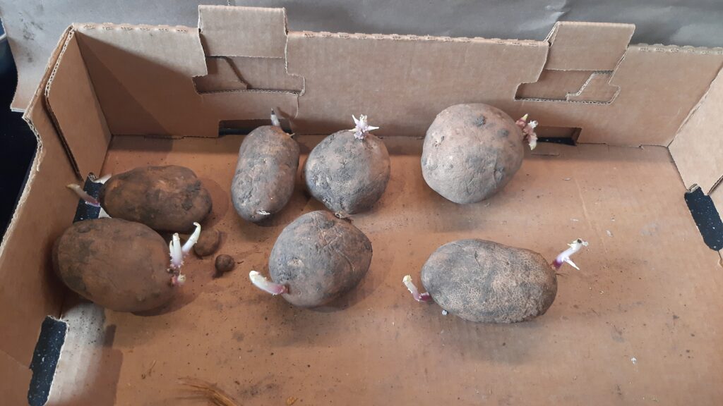 Growing potatoes indoors in the winter