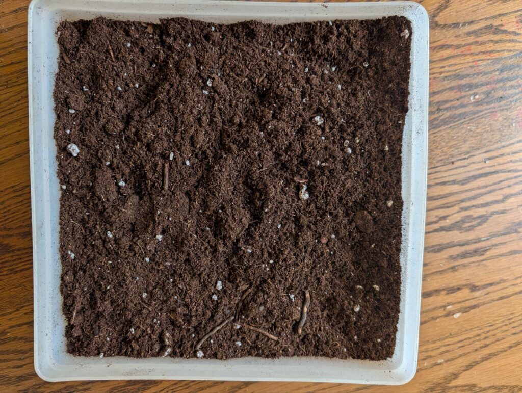 growing ginger indoors in the winter