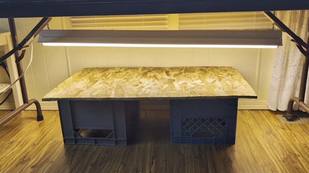 starting seeds with no space